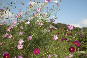 Cosmos, sometimes known as autumn sakura, originally are from Mexico.