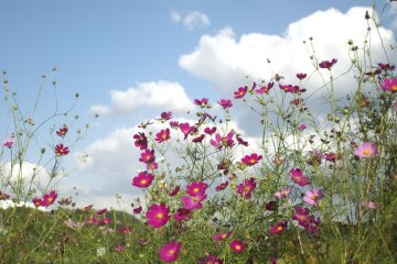 This garden is a paradise for bees and butterflies.