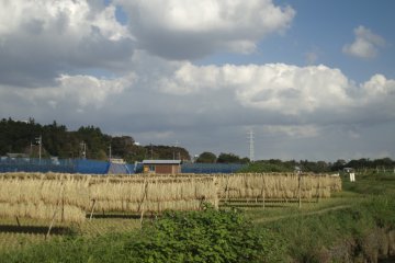 Bundles of rice on straw being dried out on poles.