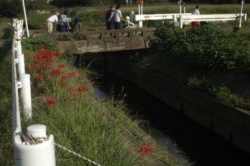 Elderly men and women at Oguro Bridge walk toward the cosmos fields.