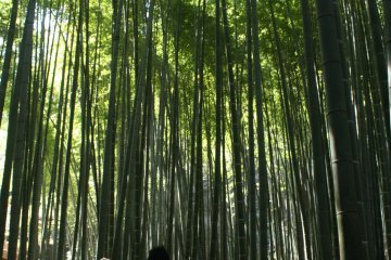 Suasana tidak seramai di Kyoto
