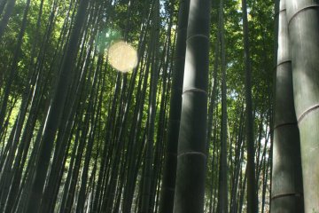Bambu yang berjejer acak