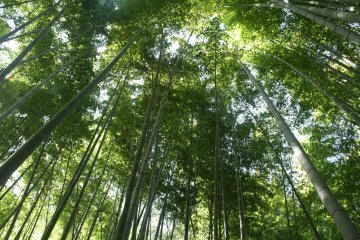 Taman Bambu di Dekat Tokyo
