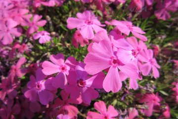 Actually, the flowers are tiny