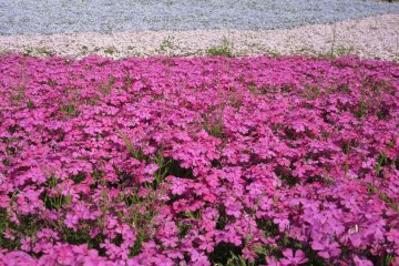 Beautiful and tender colors