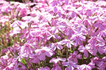 Light pink flowers reminded sakura most of all