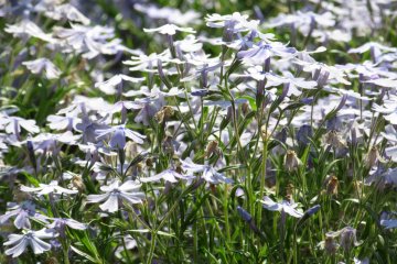 Light blue shibazakura