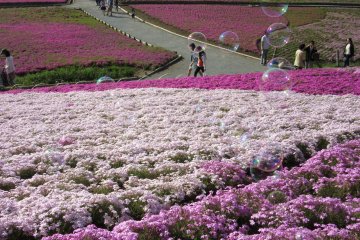 Hitsujiyama park is great on bright and sunny spring day!