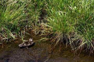 This is probably a great place to observe wildlife