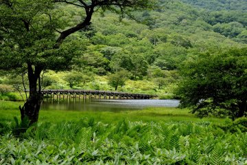 Bridge from across the lake