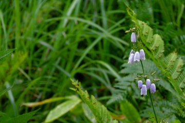 There are lots of wild flowers