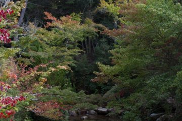 Particularly beautiful during the autumn colour season