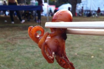 Mini-Octopus