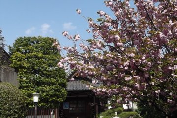 The temple grounds