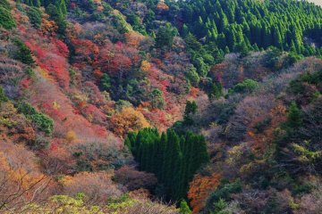 The palette of the forest