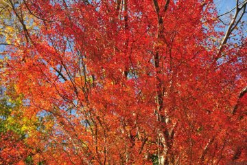 Brilliant red and orange