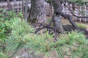 The temple's garden