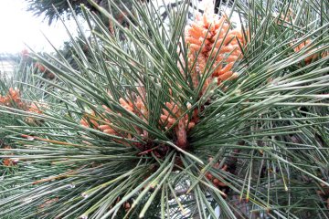 Pine sprouts