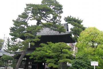 Pines of Sengakuji temple