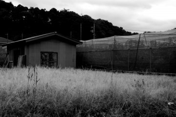 Withered grass