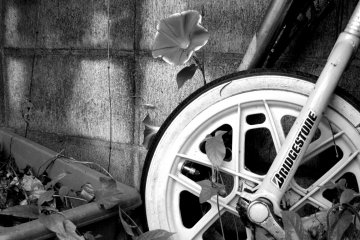 A late blooming asagao (morning glory) and a retired monocycle