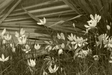 White crocus