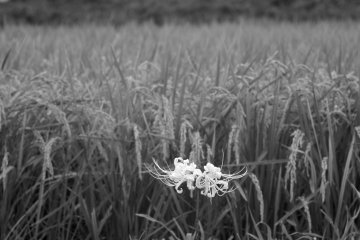 White amaryllis and ripening rice paddies