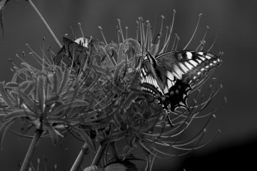 Ageha butterflies enjoy sucking the nectar of red amaryllis