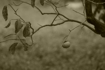 Persimmon fruit