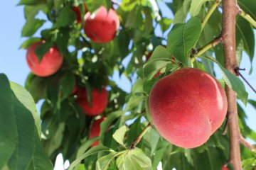 Peaches on the Fruit Line