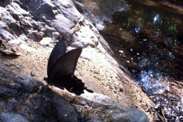 Some of the wildlife that visits the falls