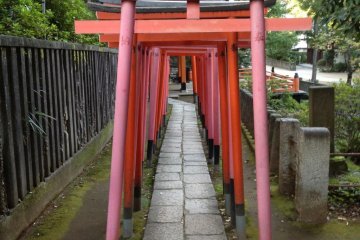 The torii gates of Nezu Shrine