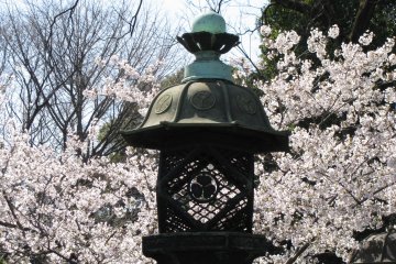 Metal lantern and sakura