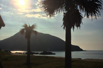Palm trees in the area.