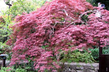 That tree was red color in spring!