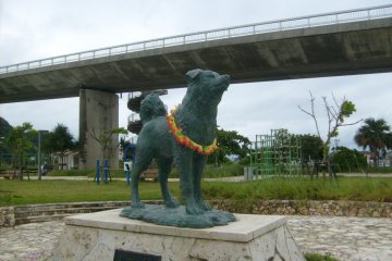 A dog called Shiro, star of a cute local story