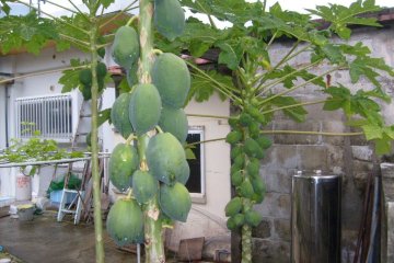 Coconuts in the small village on Aka