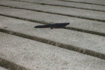Some of the wildlife is small