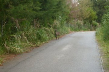 Kerama deer wander where they like