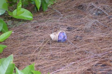 Watch out for hermit crabs underfoot!