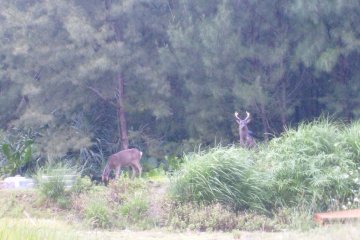 Kerama deer