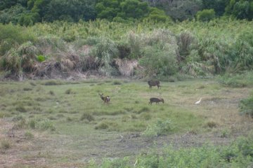 More Kerama deer