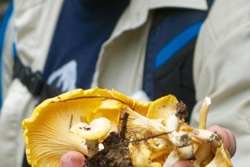 Tidak ada yang lebih menyenangkan selain mendapatkan segenggam penuh chanterellas yang bisa dimakan.
