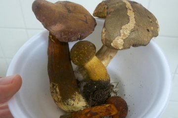 Jika Anda beruntung, Anda mungkin akan mendapatkan jamur untuk dibawa pulang!