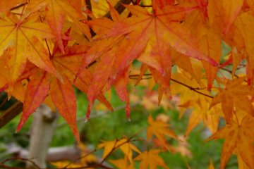 Autumn Colors