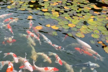 Carp pond