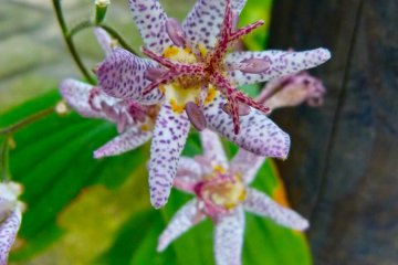 unusual flowers