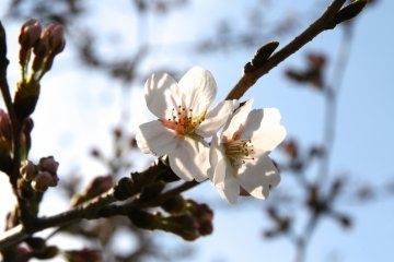 도쿄 주변의 벚꽃