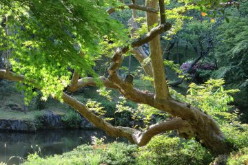 In spring time the garden was very tender colors