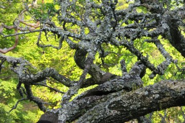 Tree trunks in Japanese garden are formed specially